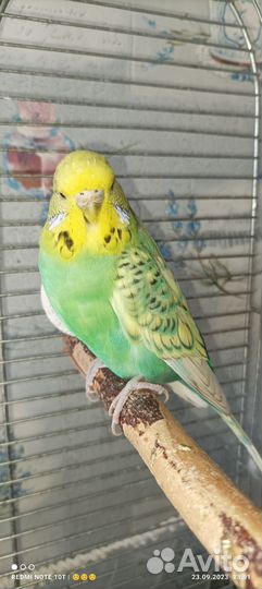 Волнистый попугай Чех