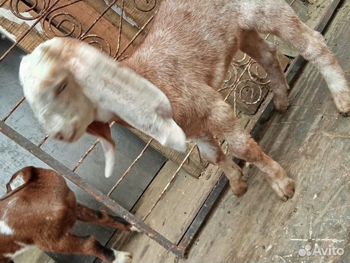 Козлик породы камори