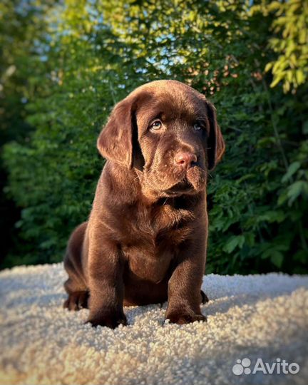 Шикарные девочка и мальчик