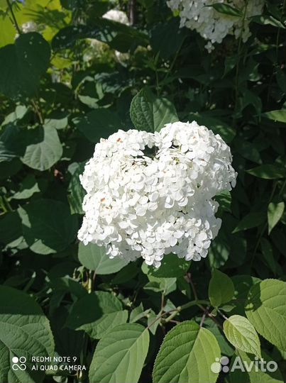 Гортензия саженцы (Академгородок)