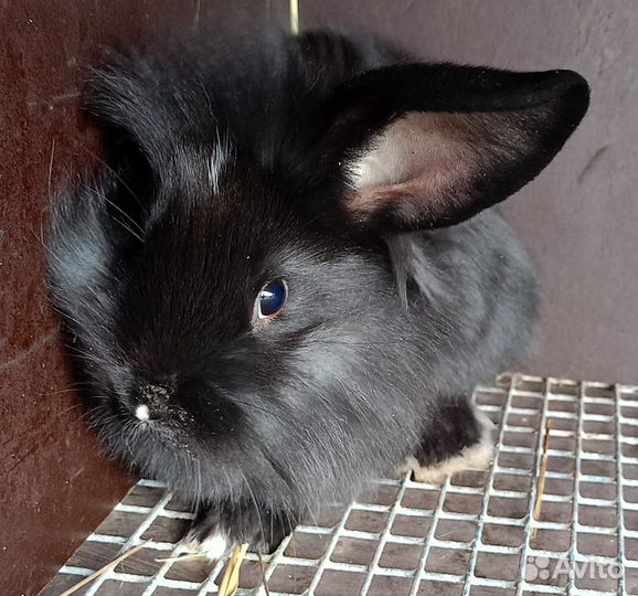 Декоративные кролики