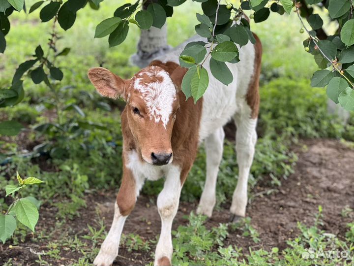 Телята бычки