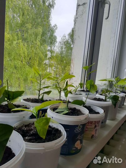 Лимон плодоносящий