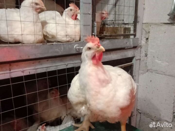 Домашнее мясо бройлеров, копченые, тушенка