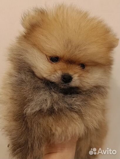 Малыши шпицы