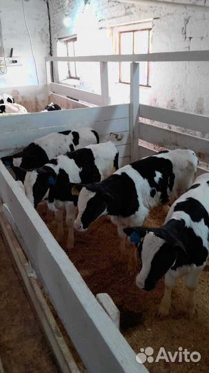 Телята телки бычки бесплатная доставка до двора