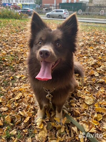 Отдам в хорошие руки