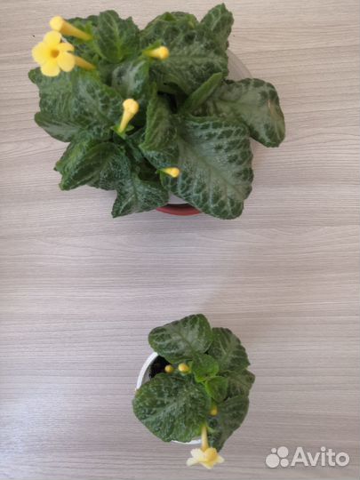 Комнатные цветы