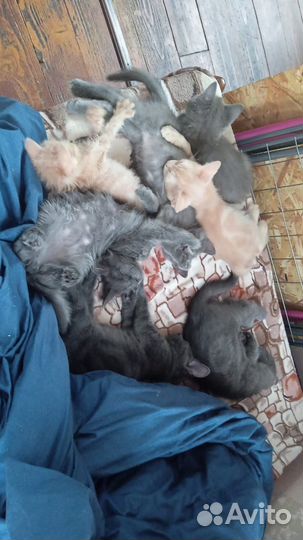 Отдам котят в добрые руки