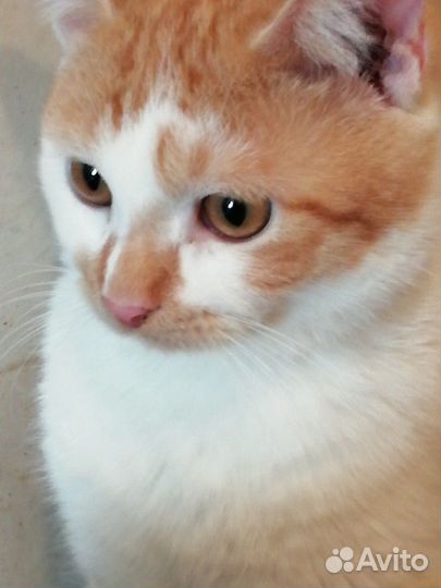 Котик в добрые руки