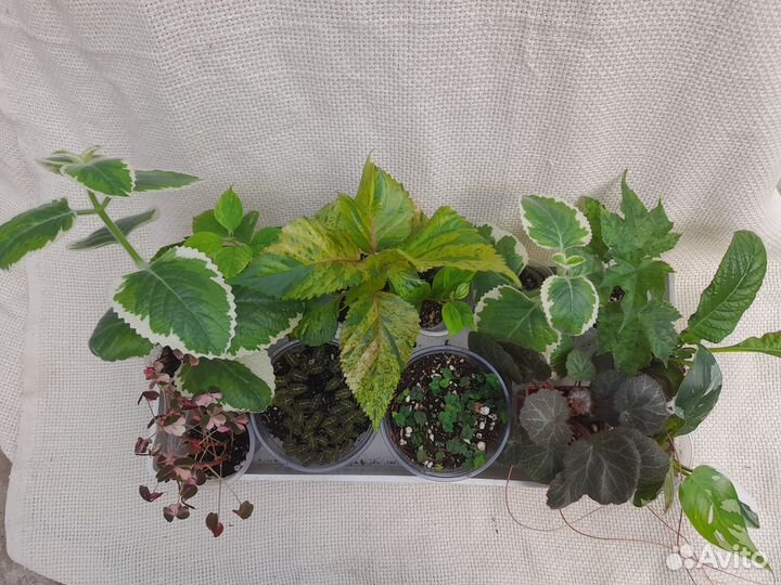 Комнатные растения 2