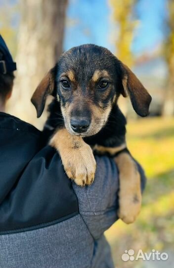 Щенки девочки