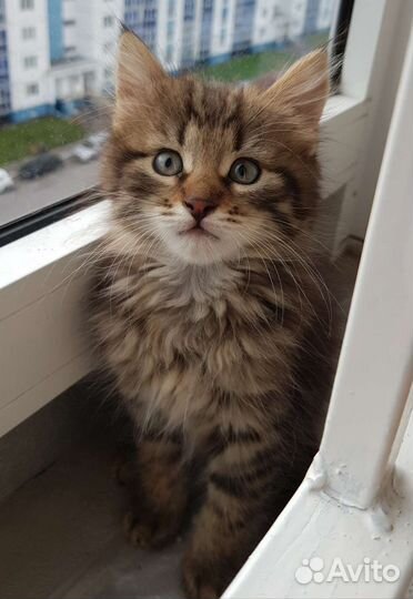 Кошки в добрые руки бесплатно