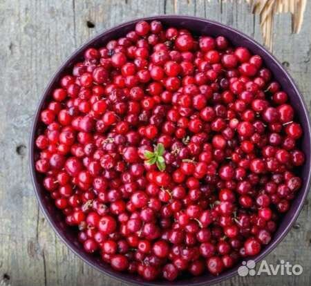 Брусника свежая