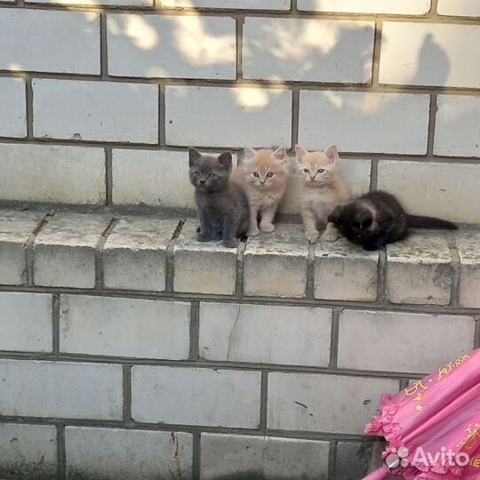 Кошки бесплатно