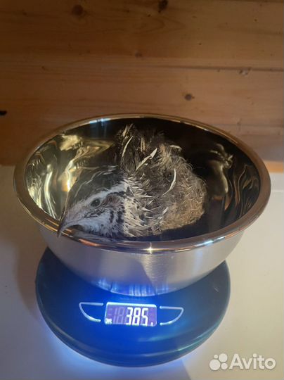 Перепела фараон и техасский белый