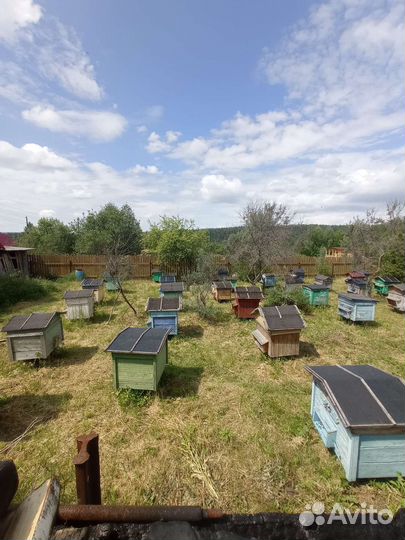 Пчелосемьи с ульями