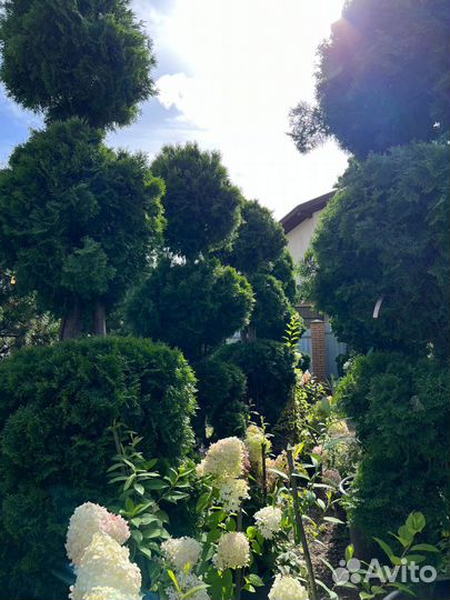 Саженцы туи из питомника