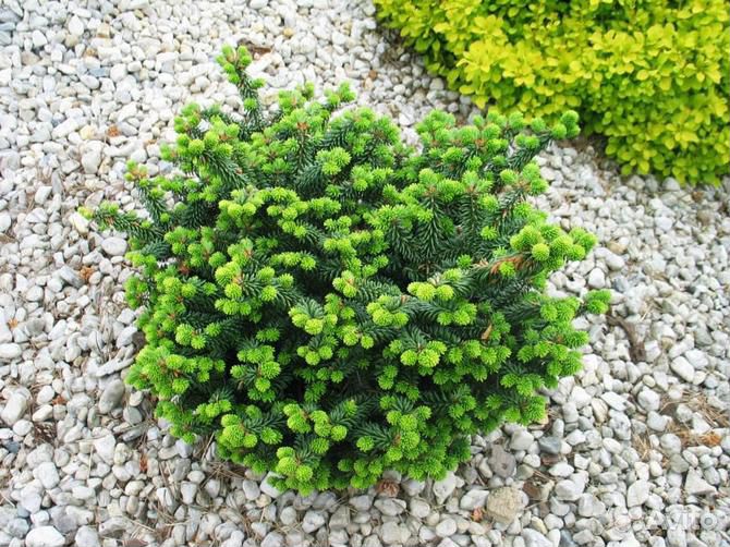 Пихта бальзамическая Нана (Nana)