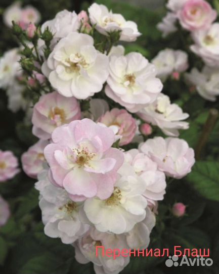 Розы корнесобственные