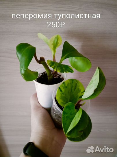 Комнатные растения