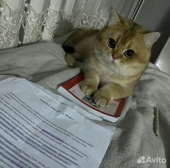 Кот вязка золотая шиншилла