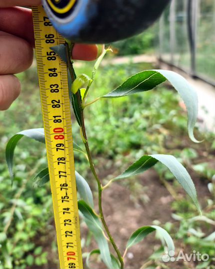 Ива извилистая (кудрявая) саженцы