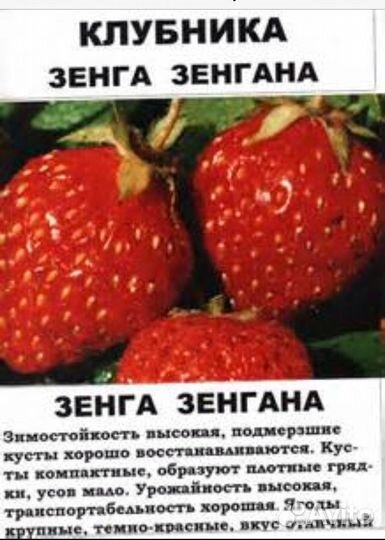 Рассада клубники