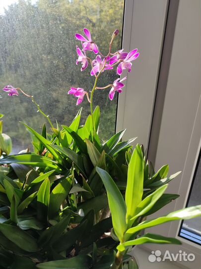 Орхидея дендробиум Кинга