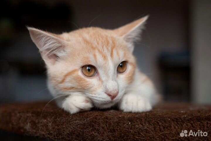 Хотим домой