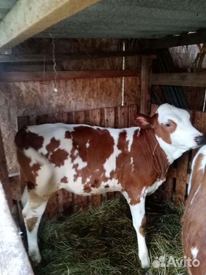 Телка 6 месяцев