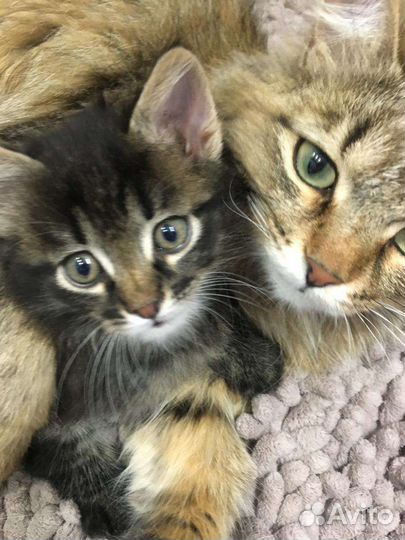 Котята мальчики