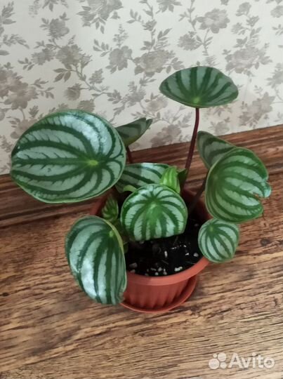 Комнатные цветы