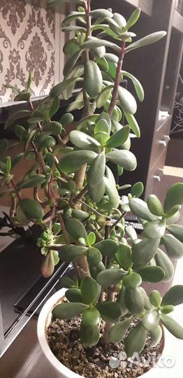 Денежное дерево