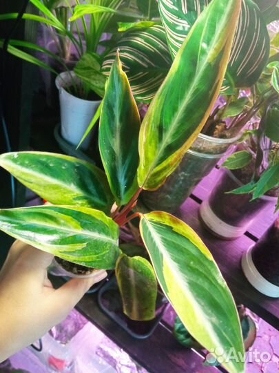 Строманты #2