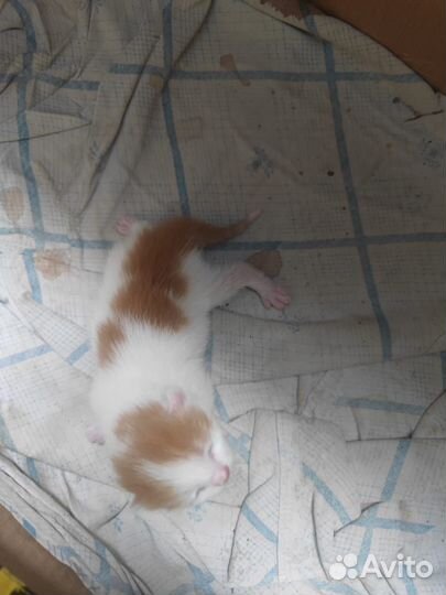 Котенок в добрые руки