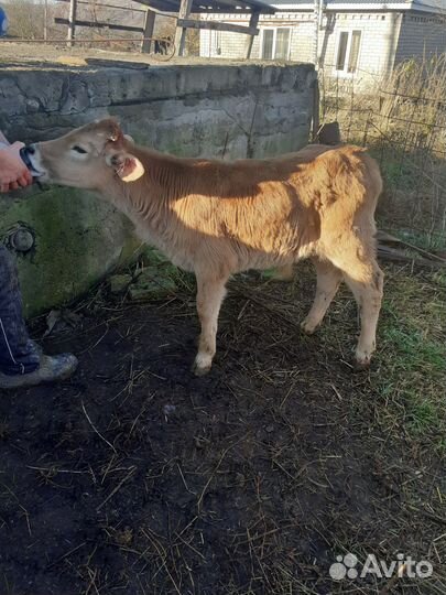 Бычки недельные, рослые