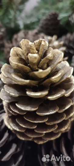 Шишки сосновые для декора