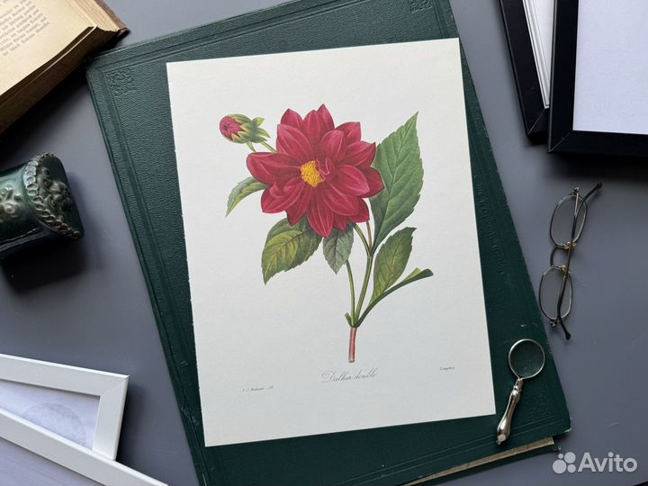 Офсетная литография цветы Далея двойная