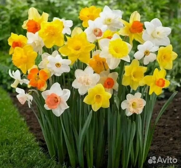 Луковицы нарциссов