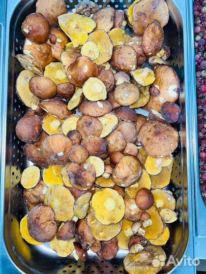 Грибы маслята