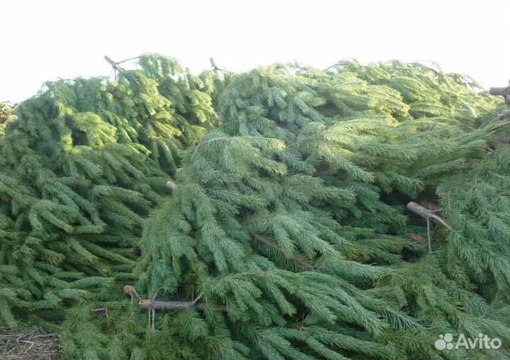 Ель новогодняя живая