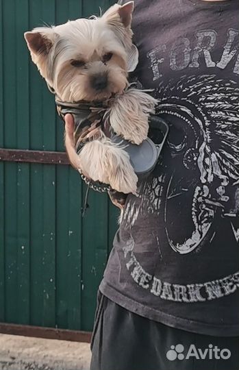 Йоркширский терьер вязка