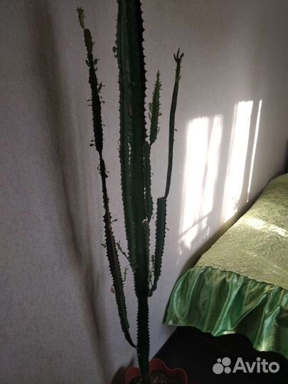 Молочай трехгранный, суккулент