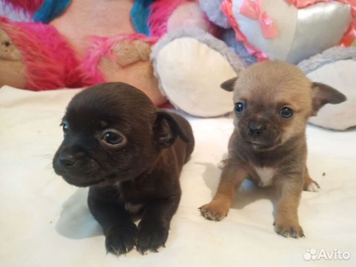 Щенок маленькой собаки