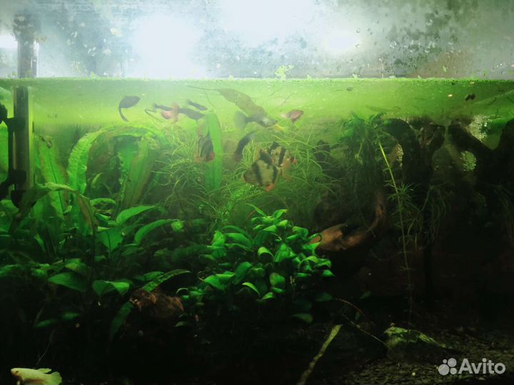 Аквариум