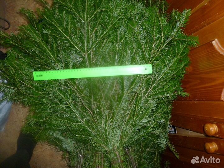 Свежий пихтовый лапник