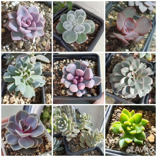 Суккуленты разные