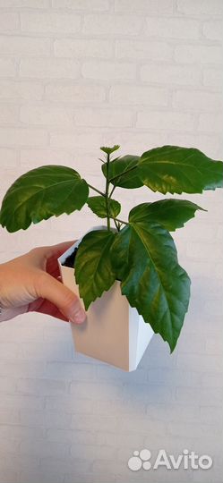 Красный махровый гибискус или китайская роза