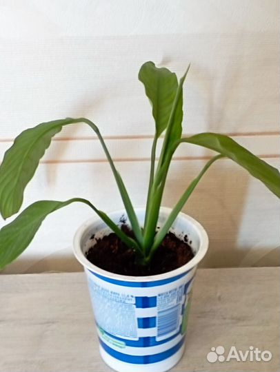 Комнатные цветы